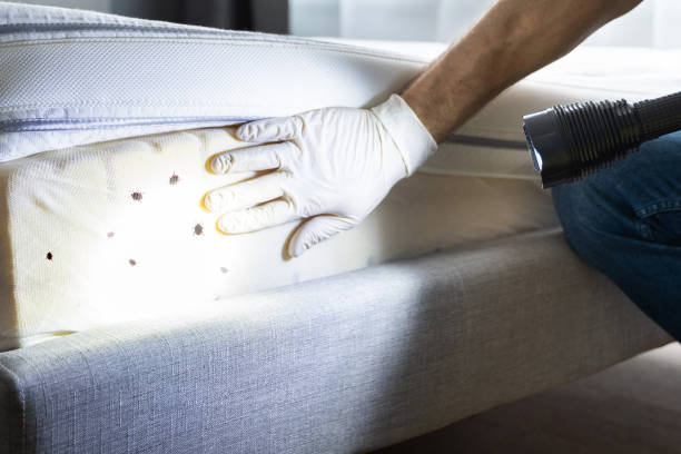 Best Wasp Removal Services  in Lyndon, KY